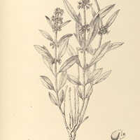 87. GYROSTELMA oxypetaloides.