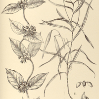 88. I. MACROSCEPIS Selloana ; II. BLEPHARODUS linearis.