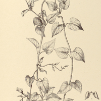 89. IBATIA quinquelobata.