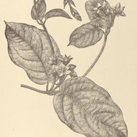 91. PHAEOSTEMMA Riedelii.