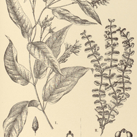 92. I. MALINVAUDIA capillacea ; II. CHTHAMALIA humifusa.