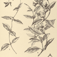 93. GONOLOBUS I. orthosioides, II. obtusiflorus.