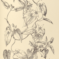 94. EXOLOBUS patens.