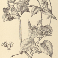 95. MARSDENIA mollissima.