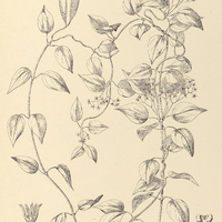97. STEPHANOTELLA Glaziovii.