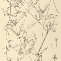 98. PETALOSTELMA Martianum.