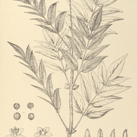 99. SAMBUCUS australis.