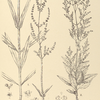 101. VALERIANOPSIS I. salicariaefolia, II. chamaedryfolia.