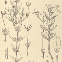 102. VALERIANOPSIS I. foliosa, II. Eichleriana.