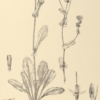 103. BOOPIS bupleuroides.