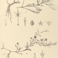 104. ACICARPHA I. spathulata, II. procumbens.