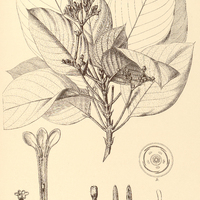 2. GUETTARDA Spruceana.