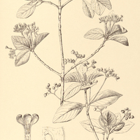 3. GUETTARDA Angelica