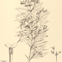 4. CHOMELIA Pohliana.