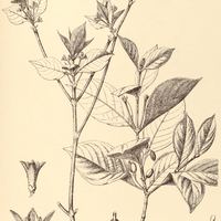 5. CHOMELIA ribesioides.