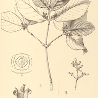 6. MALANEA I. Bahiensis, II. Martiana.