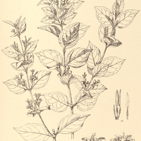 7. CHIOCOCCA brachiaia var. aculifolia.