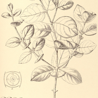 8. SALZMANNIA nitida.