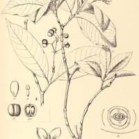 9. IXORA. I. Schottiana, II. Spruceana.