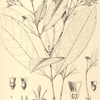 10. I. IXORA Benthamiana, II. BELLYNKXIA angulata.