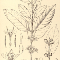 11. COFFEA arabica.
