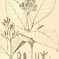 12. COUSSAREA meridionalis.