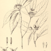 13. COUSSAREA nodosa.