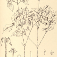 14. COUSSAREA graciliflora.