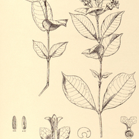 15. FARAMEA campanularis.
