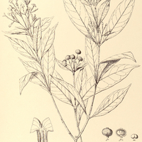 16. FARAMEA salicifolia.