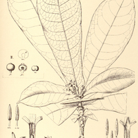 17. FARAMEA I. Tinguana, II. Blanchetiana.