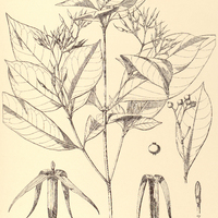 19. FARAMEA stenopetala.