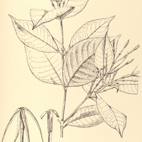 20. FARAMEA coerulea.
