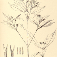 21. FARAMEA pulchella.