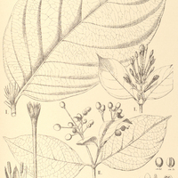 22. RUDGEA I. fissistipula, II. Amazonica.