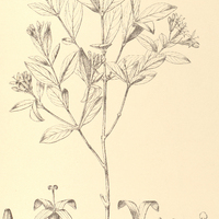 23. RUDGEA I. parquioides, II. Francavillana.