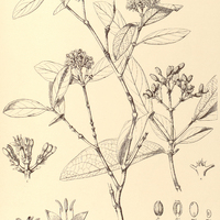 24. RUDGEA erioloba.