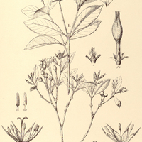 25. RUDGEA Leriantha, II. var. gracilis.
