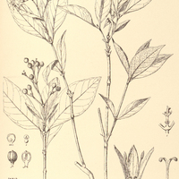 26. RUDGEA myrsinifolia.