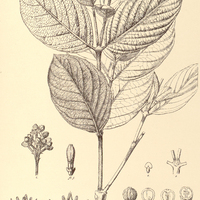 27. RUDGEA viburnoides.