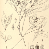 28. RUDGEA I. recurva. II. Lundiana.