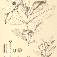 29. RUDGEA I. ochroleuca, II. leiocarpoides.