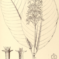 30. PSYCHOTRIA I. Sprucei, II. tetraphylla.