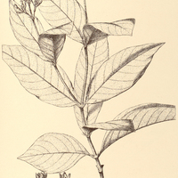 32. PSYCHOTRIA triphylla.