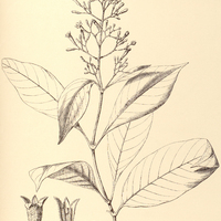 33. PSYCHOTRIA tabacifolia.