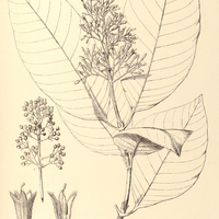 34. PSYCHOTRIA Mansoana.
