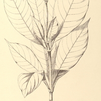 35. PSYCHOTRIA corymbifera.
