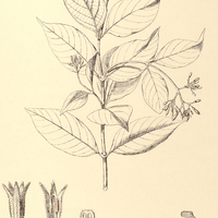 36. PSYCHOTRIA Marcgravii.