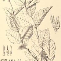37. PSYCHOTRIA xanthophylla.