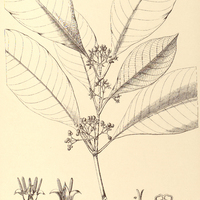 38. PSYCHOTRIA pallens.